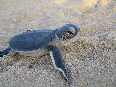 Green sea turtle hatchling