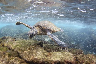 Green sea turtle