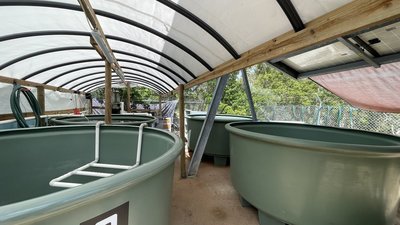 Rehabilitation tanks for sea turtles