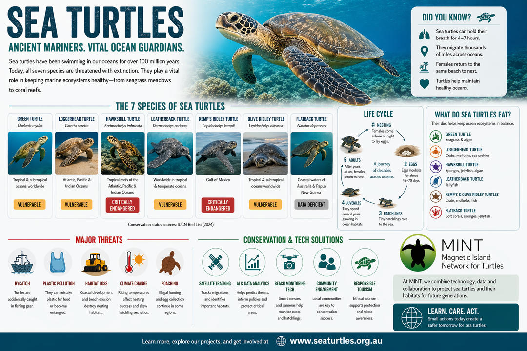 Sea turtles infographic